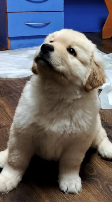 Щенки лабрадора ретривера