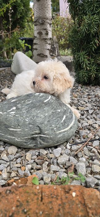 Maltipoo suczka kremowa