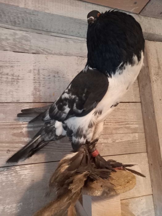 Garłacz, garłacze hanackie