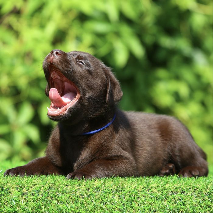 Цуценя / цуценята Лабрадор Ретривер / щенок / щенки / щеня / щенята