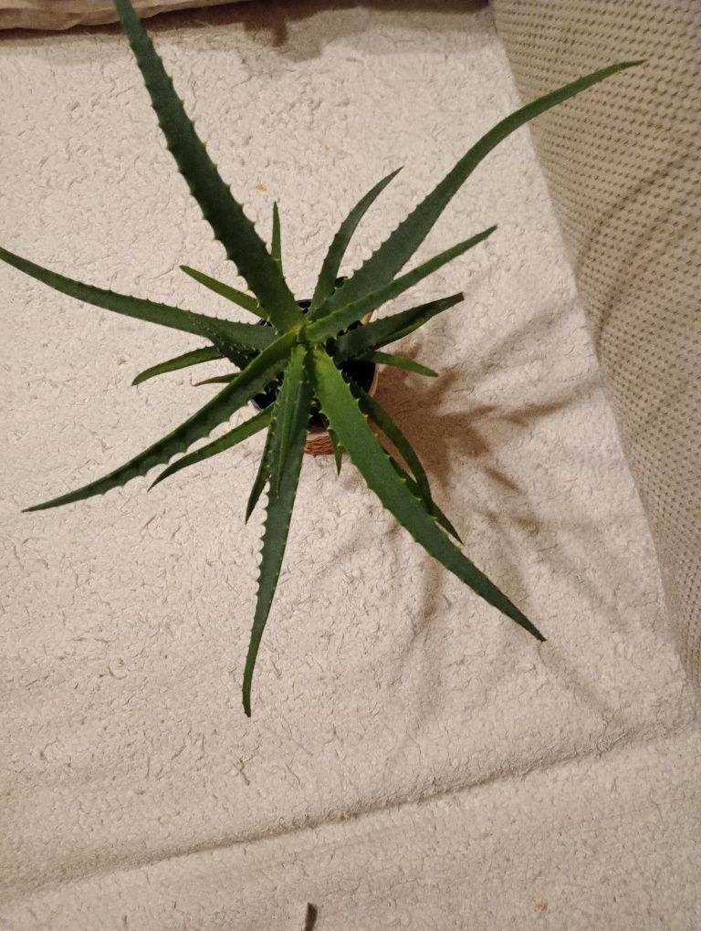 Aloes średni z dwoma odmużkami