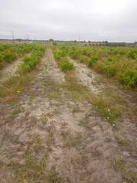 Terreno agrícola Pegões