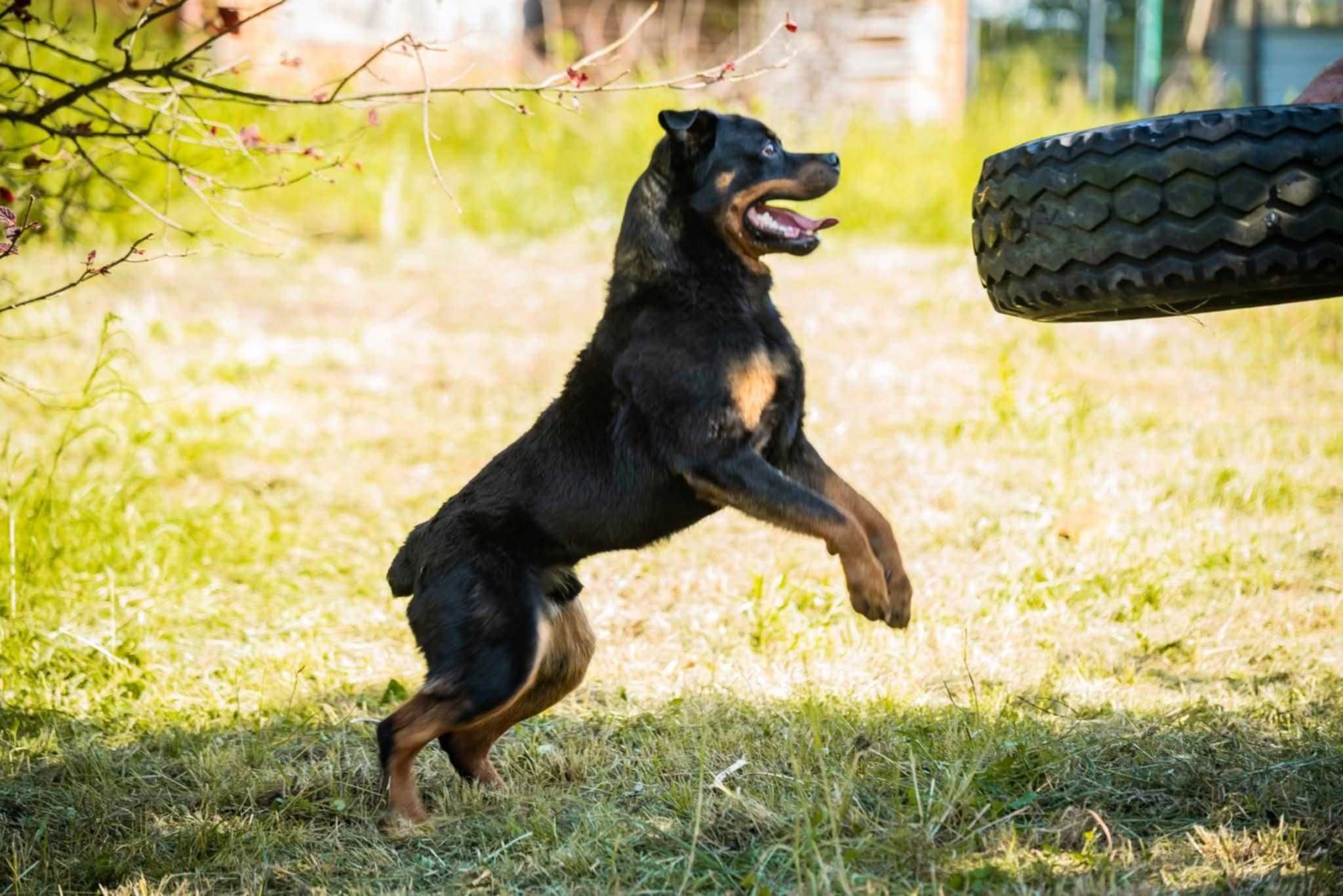 Hamer- wojenny uchodźca, rottweiler do adopcji