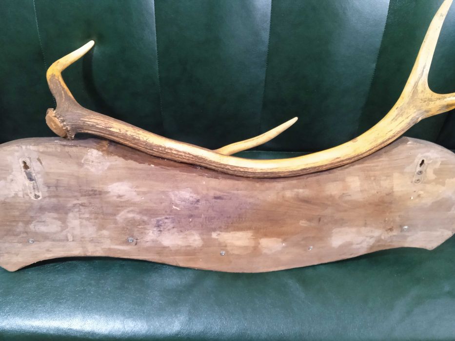 Вешалка роги оленя .