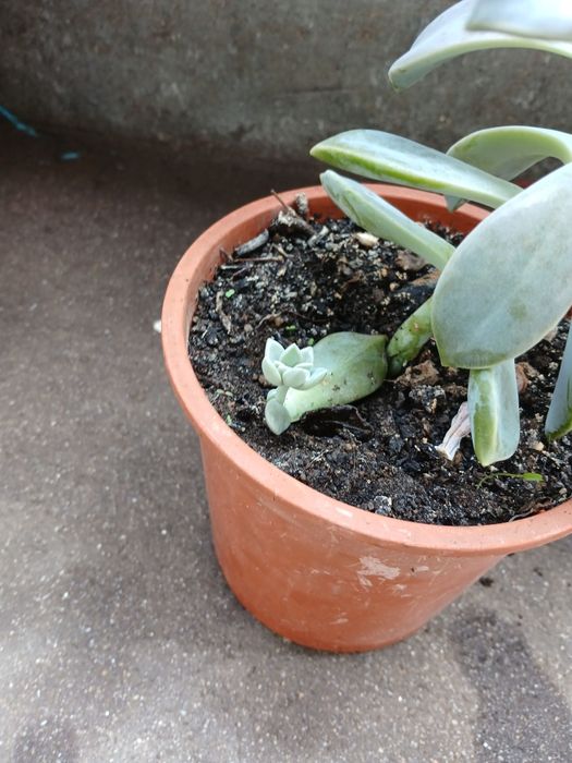 Suculenta verde com rebentinho
