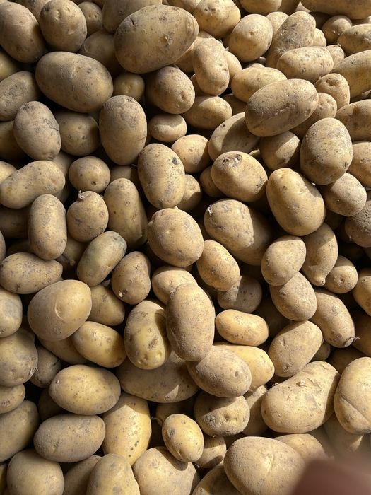 Ziemniaki jadalne i paszowe