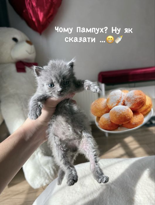 Котик Пампух, метис кошеня