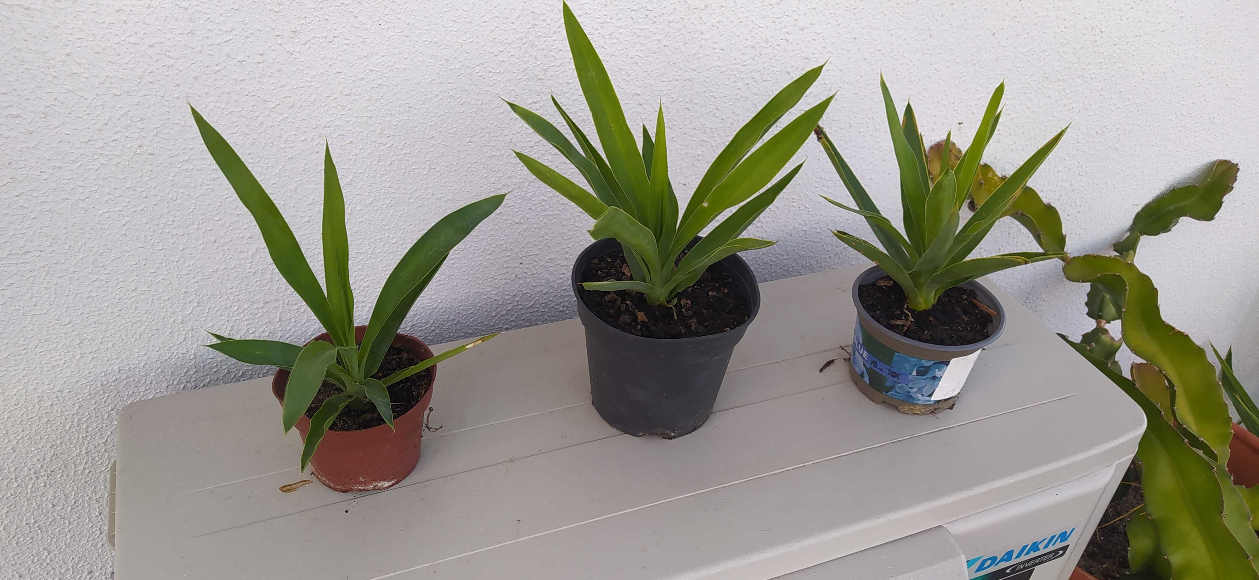 Yucas - Plantas -