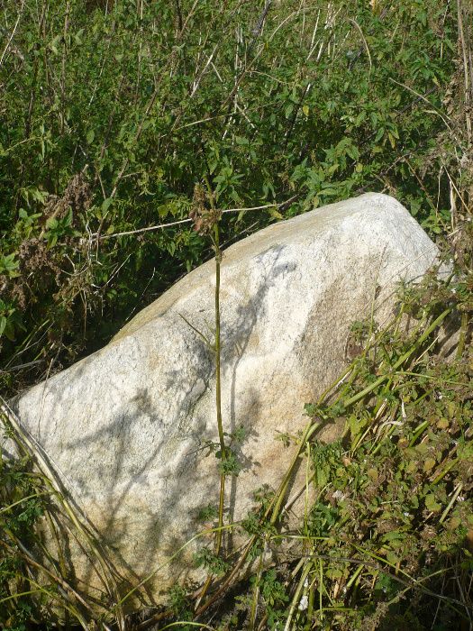 Głaz (kamień) średnica około 1,5 m