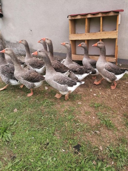 Gęś szara na sprzedaż