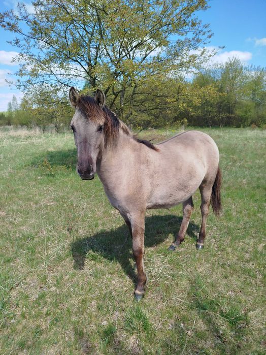 Konik polski - sprzedam