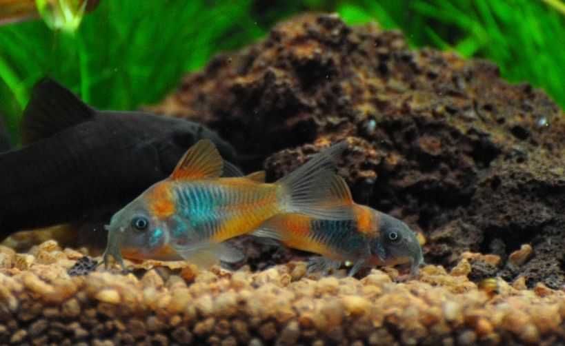 Kirysek wenezuela orange - Corydoras aeneus - Kirys venezuela