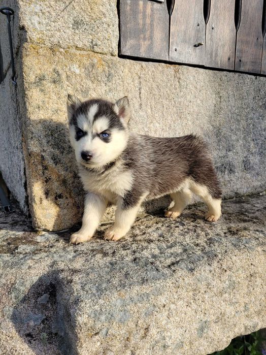 Husky Siberiano Macho