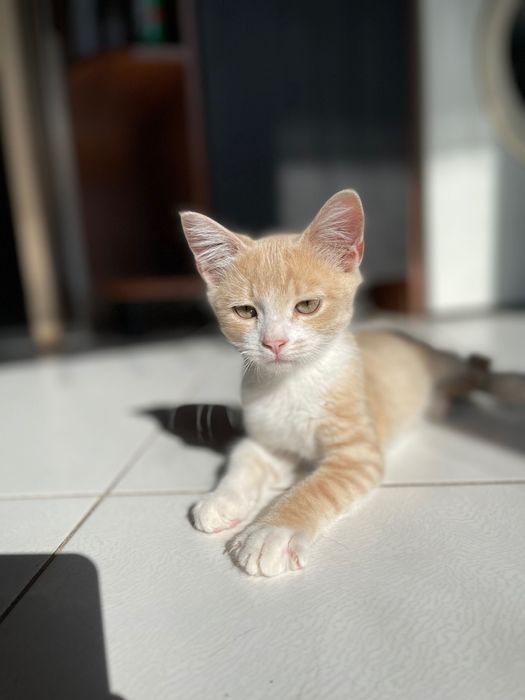 Котята красивый котенок  мальчик