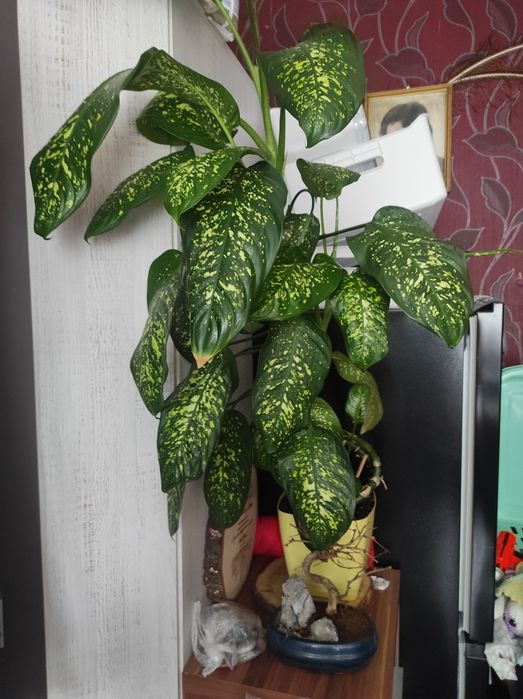 Difenbachia duża, mnóstwo liści