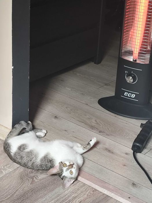 Віддам в добрі руки добру, грайливу кішечку.