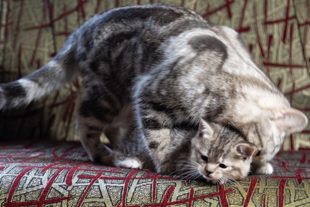 Кошенята шотландської породи