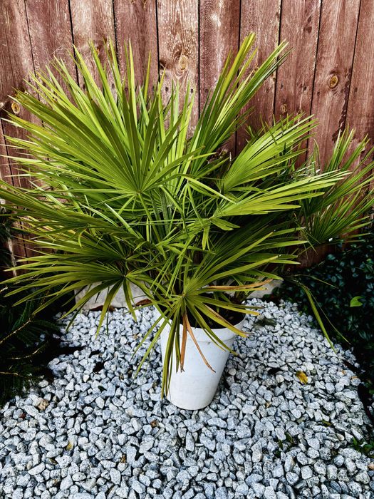 Palma do ogrodu do domu