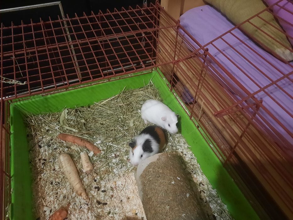 Świnki wraz z klatką