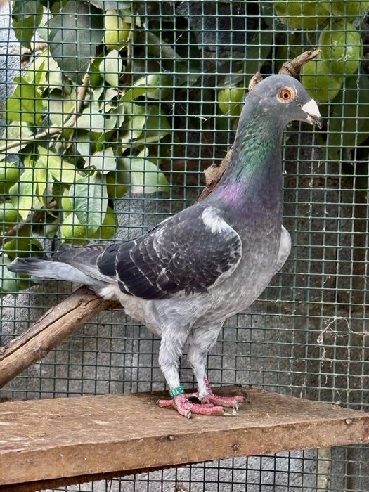 Pombos linha antiga 2025 - casais