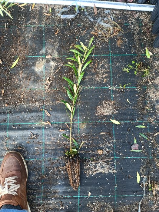 Oliveiras cobrançosa e arbequina.