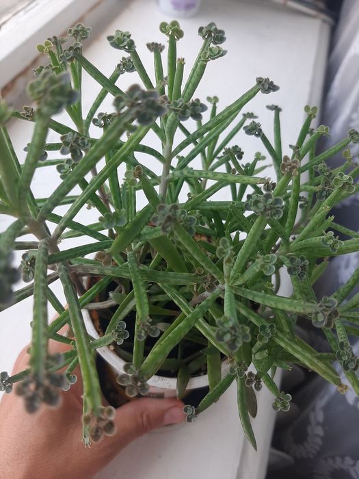 Продам каланхоє тубіфлора