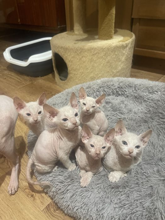 Донський сфінкс кошенята. Білого кольору