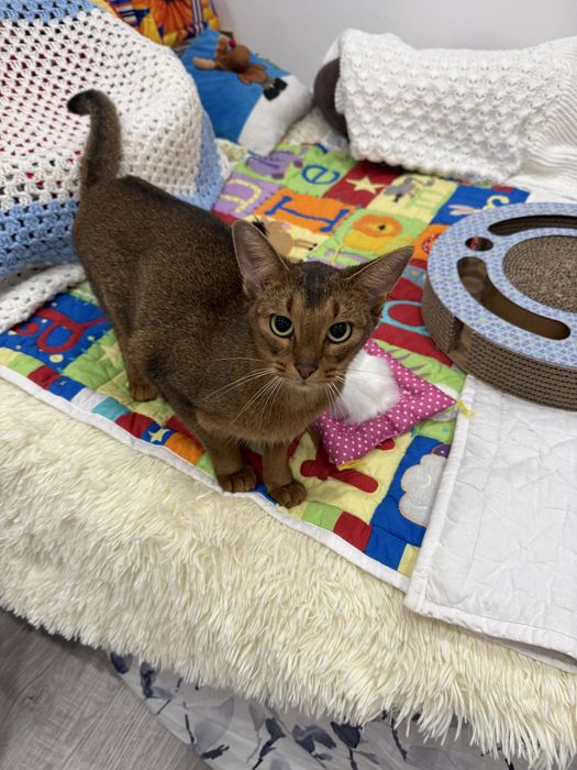 Красивенная девочка, 10 месяцев, ищет родителей