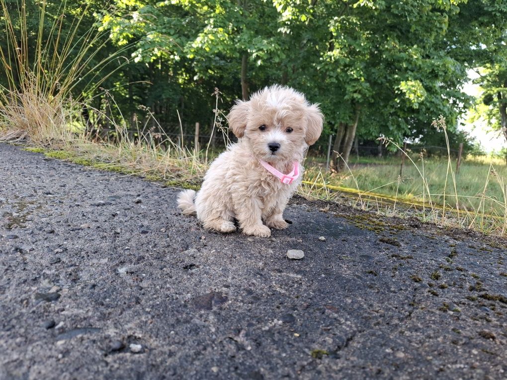 maltipoo szczeniak