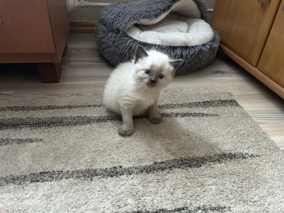 Piekne kotki Neva Masquerage