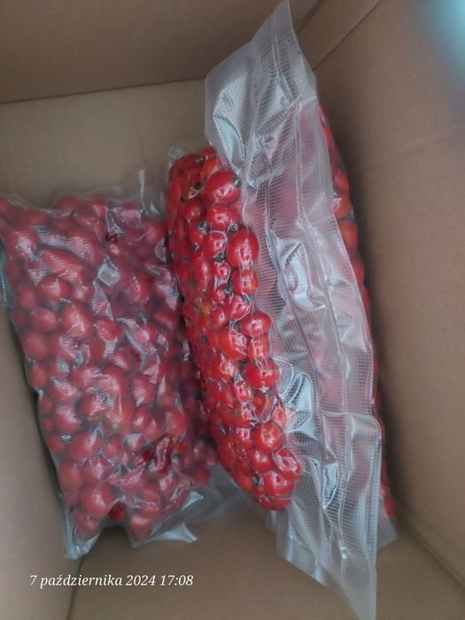 Dzika róża owoce świeże 4 kg