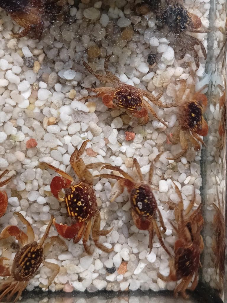 Krab spider od Neon Zoo