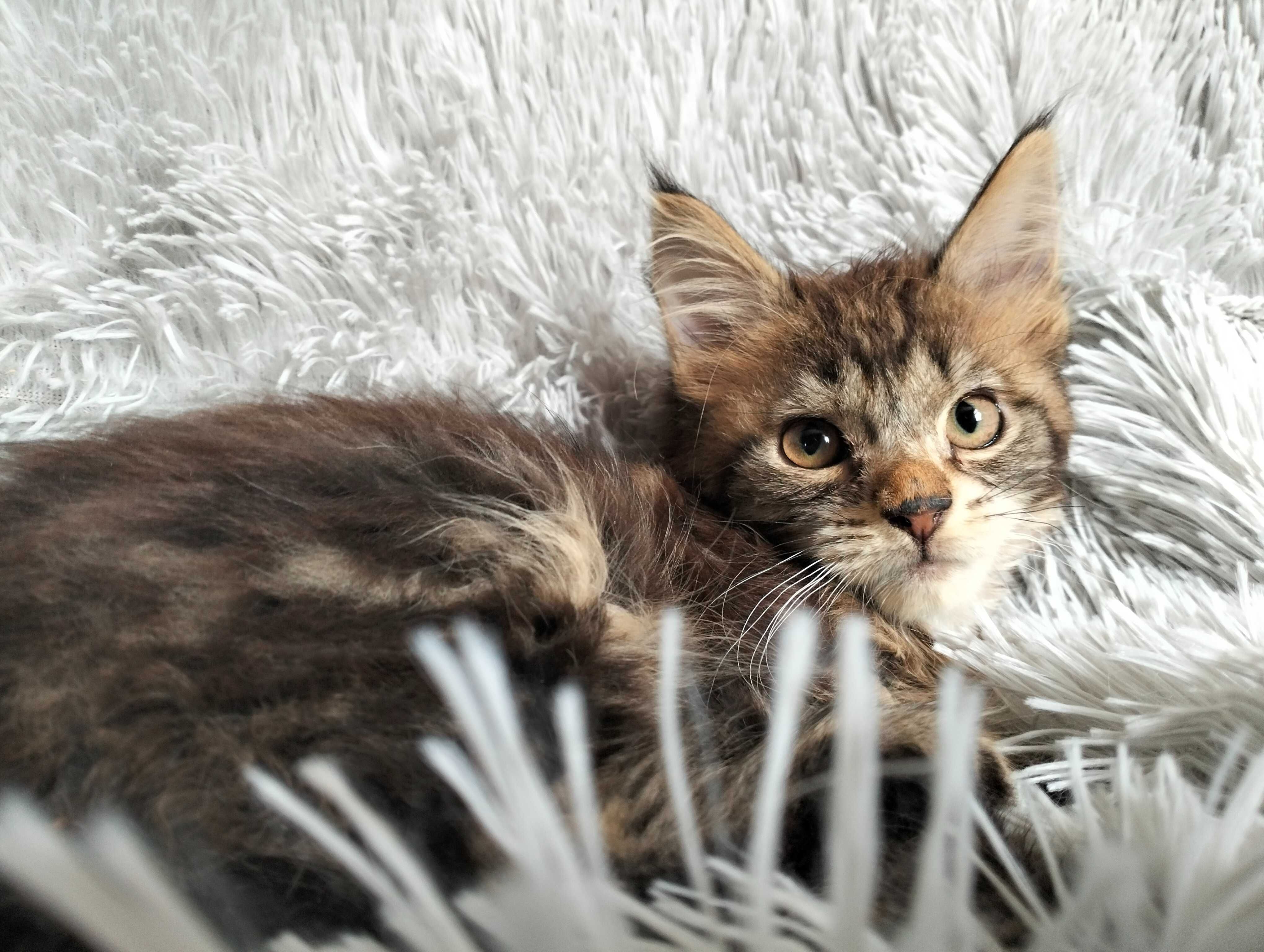 Śliczna kotka Maine coon