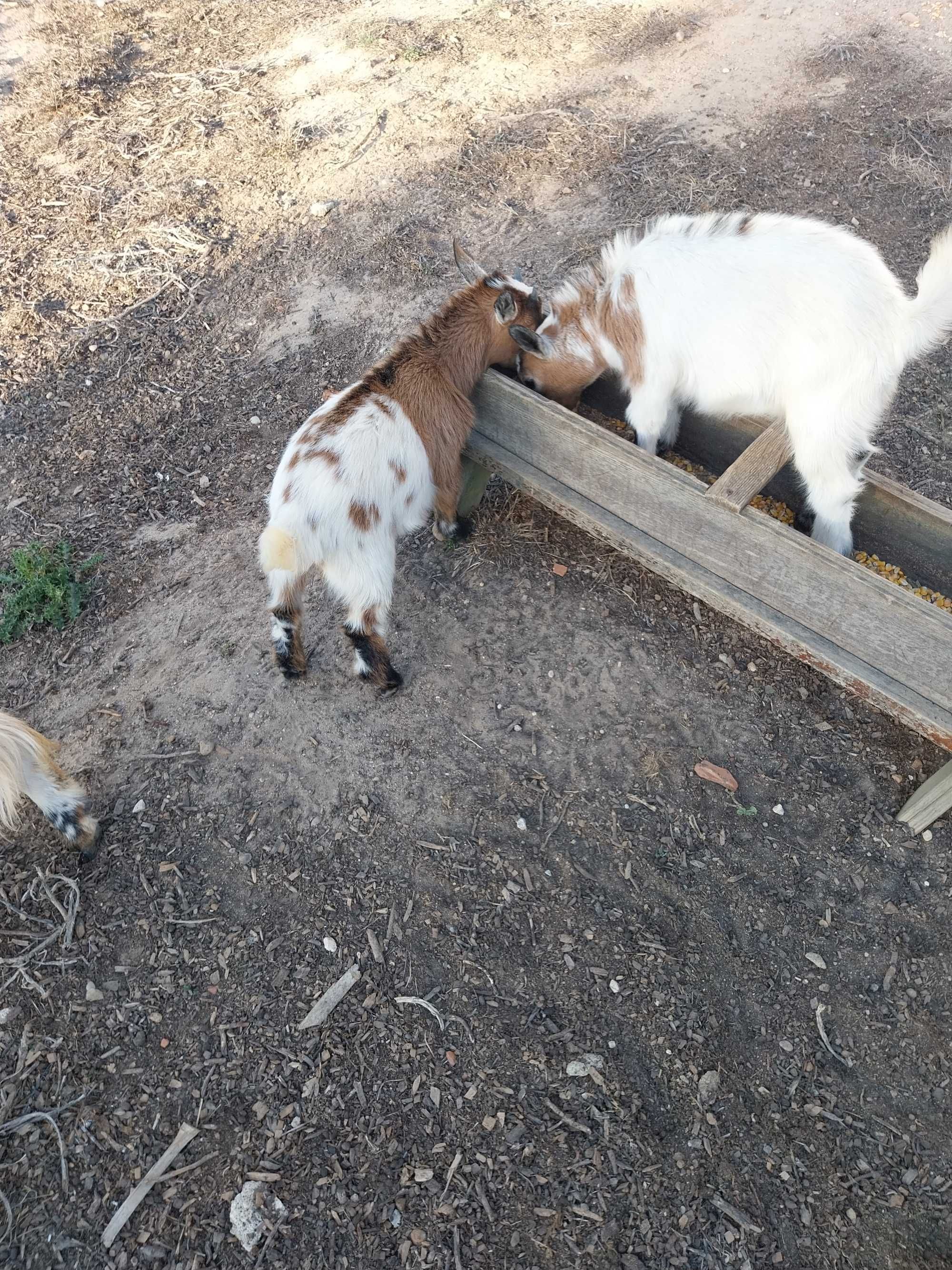 cabras anãs felizes