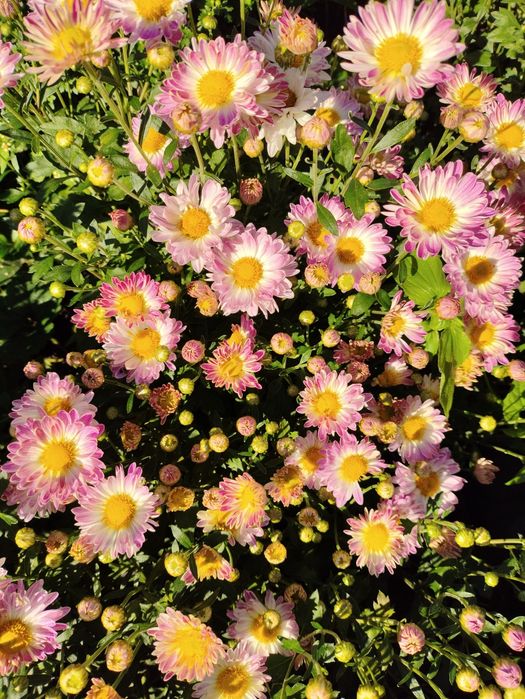 Хризантема мультифлора