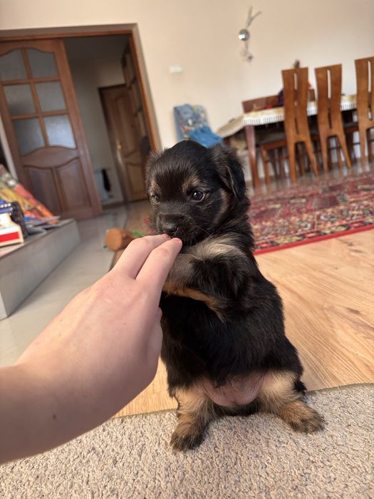 Pieski 1 piesek 3 suczki