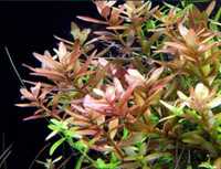 Ротала индика Rotala indica аквариумные водоросли