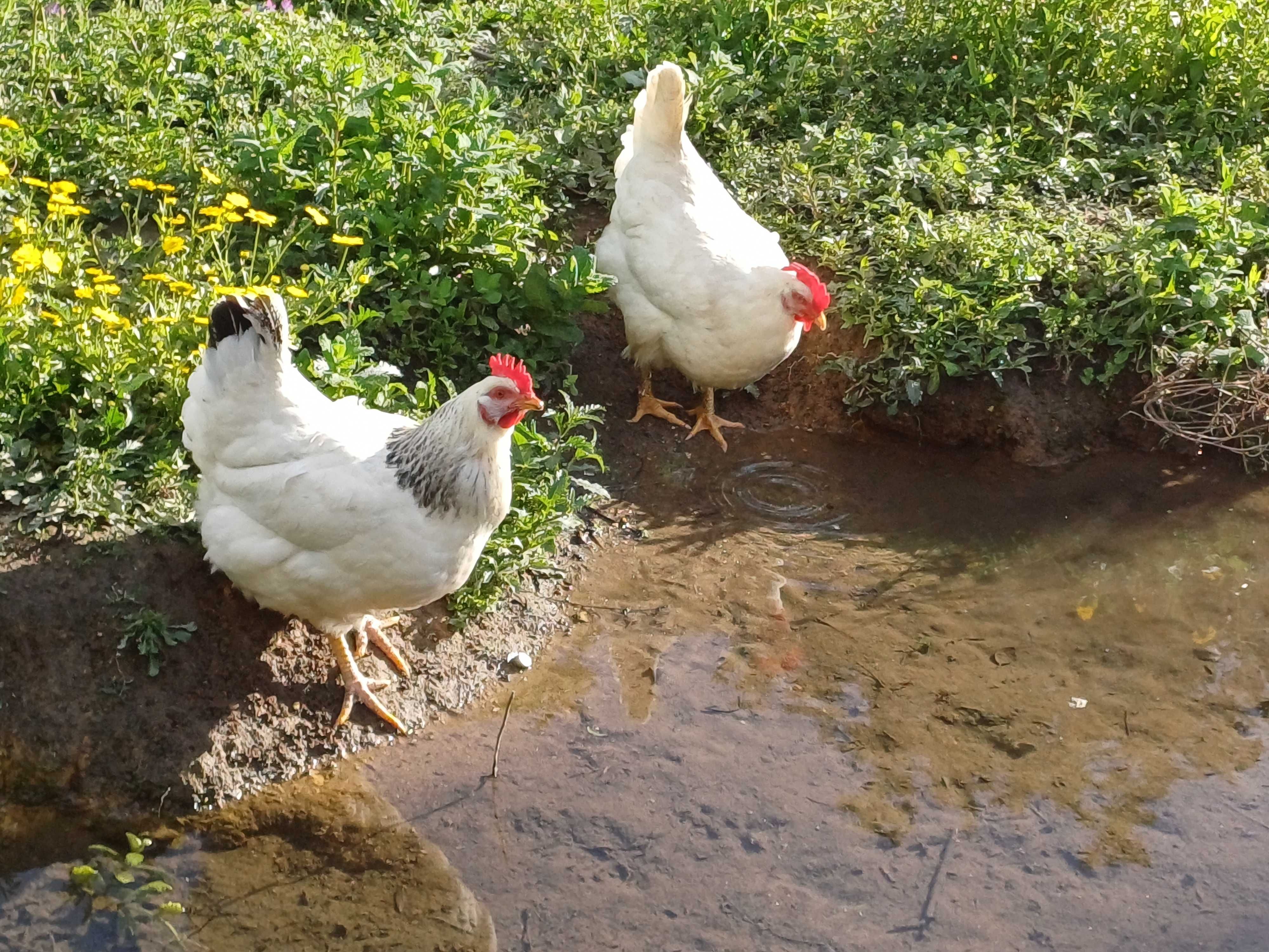 Galinhas e galos do campo.