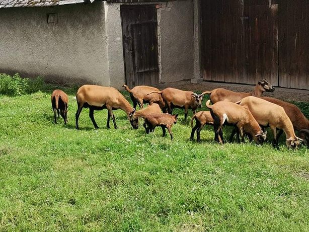 Owce kameruńskie, tryki