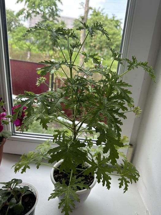 Герань ароматна лимонна.Pelargonium graveolens