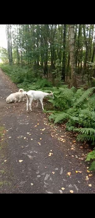 Sprzedam koze młodą