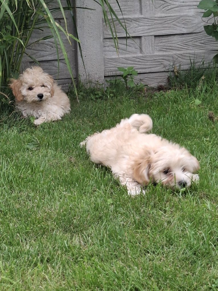 Maltipoo 12 tygodni