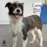 Cadela pequena para adoção [Camy]