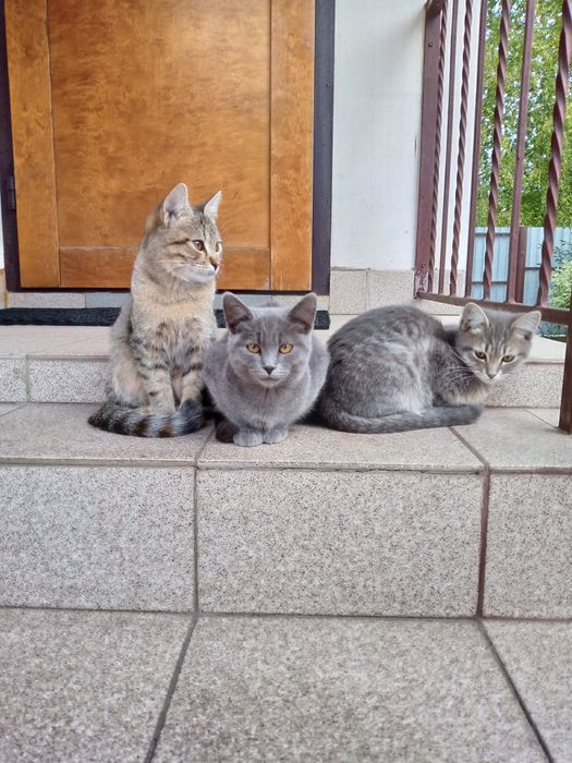 Котики чекають на дбайливого господаря