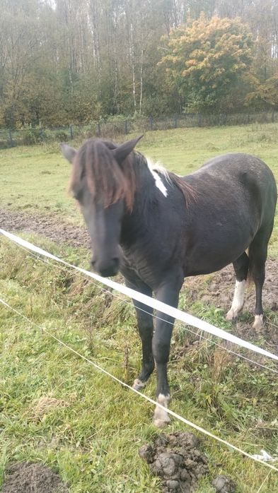 Sprzedam ogierka rasy huculskiej