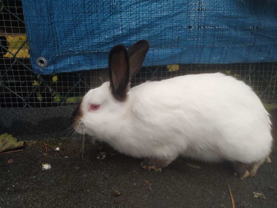 Królik kalifornia