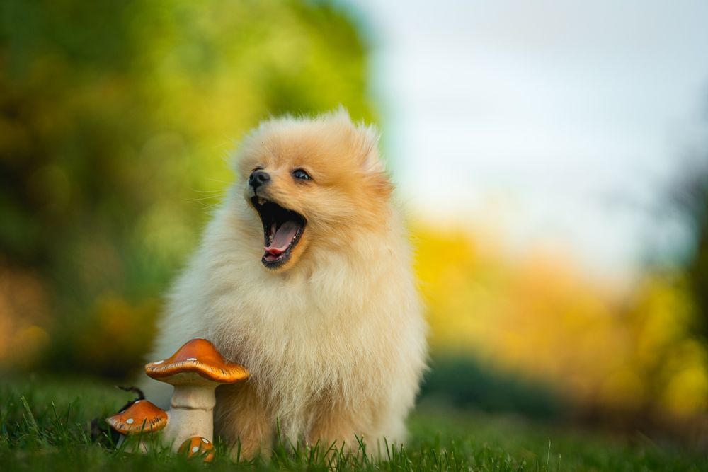 Pies szpic miniaturowy pomeranian