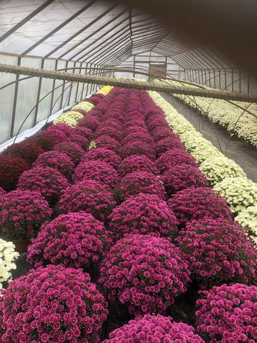 Chryzantemy drobnokwiatowe