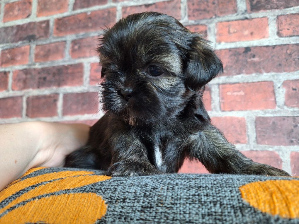 Shih-Tzu piesek brązowy