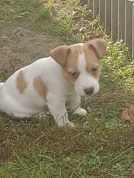 Piesek rasy Jacek Russell terrier z metryką ZKwP do rezerwacji